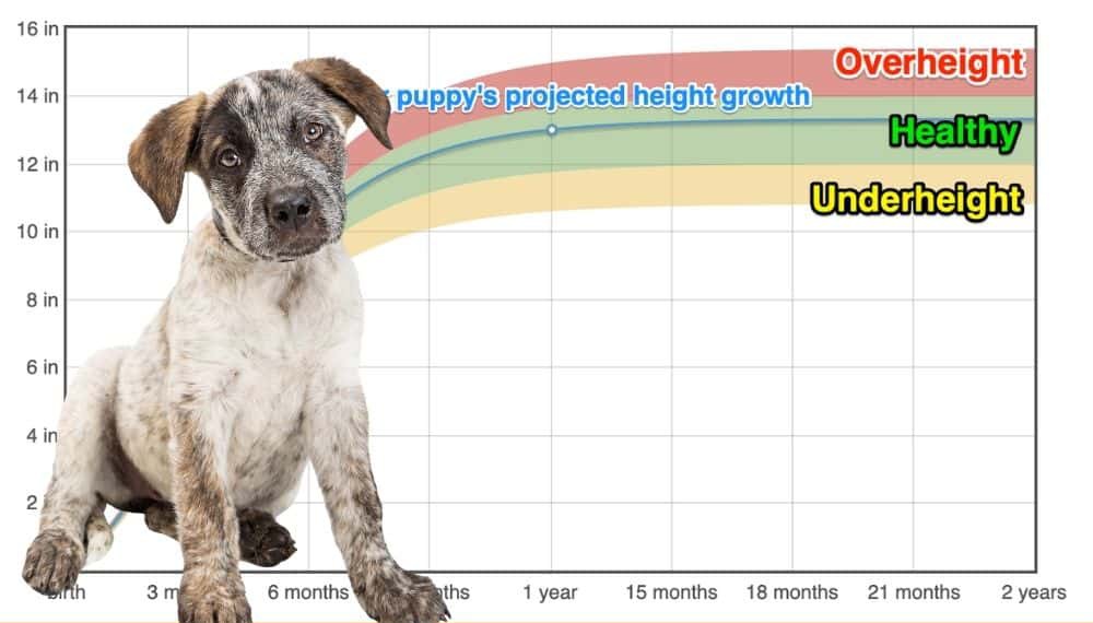 Australian cattle shop dog age chart